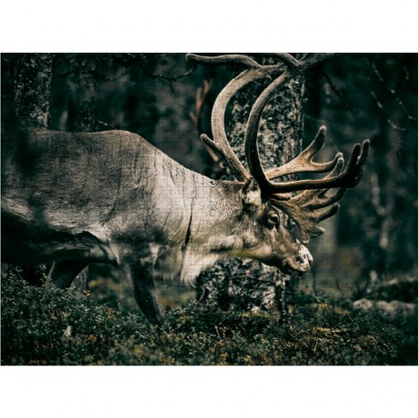 CALVENDO Puzzle CALVENDO Puzzle Rentiere durchstreifen die Finnmark Пазл CALVENDO Puzzle Олени бродят по Финнмарку
