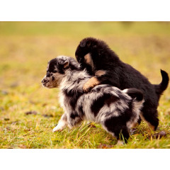 CALVENDO Puzzle CALVENDO Puzzle Schnapp Dich Пазл CALVENDO Puzzle Хватай себя