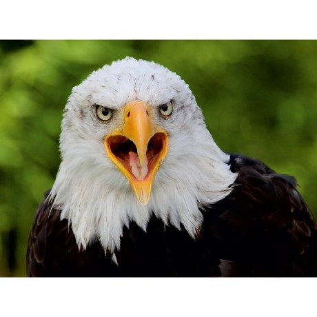 CALVENDO Puzzle CALVENDO Puzzle Weisskopfseeadler Пазл CALVENDO Пазл белоголовый орлан