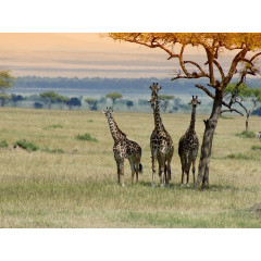 CALVENDO Puzzle CALVENDO Puzzle Faszination Safari. Wildlife in Kenia Пазл CALVENDO Puzzle Очарование Сафари. Дикая природа в Кении