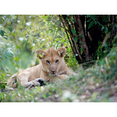 CALVENDO Puzzle CALVENDO Puzzle Emotionale Momente: Liebenswerte Lowenbabys \/ CH-Version Пазл CALVENDO Puzzle Эмоциональные моменты: милые львенки / Swiss version