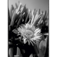 CALVENDO Puzzle CALVENDO Puzzle Mittagsblume (Dorotheanthus) in schwarzweiss Пазл CALVENDO Пазл ледяное растение (Dorotheanthus) в черно-белом цвете
