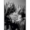 CALVENDO Puzzle CALVENDO Puzzle Mittagsblume (Dorotheanthus) in schwarzweiss Пазл CALVENDO Пазл ледяное растение (Dorotheanthus) в черно-белом цвете