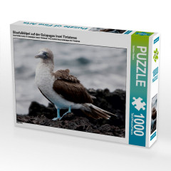 CALVENDO Puzzle CALVENDO Puzzle Blaufusstolpel auf der Galapagos Insel Tintoteras Пазл CALVENDO Puzzle Голубоногая щетина на галапагосском острове Тинтотерас