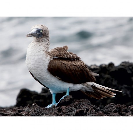 CALVENDO Puzzle CALVENDO Puzzle Blaufusstolpel auf der Galapagos Insel Tintoteras Пазл CALVENDO Puzzle Голубоногая щетина на галапагосском острове Тинтотерас