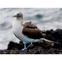 CALVENDO Puzzle CALVENDO Puzzle Blaufusstolpel auf der Galapagos Insel Tintoteras Пазл CALVENDO Puzzle Голубоногая щетина на галапагосском острове Тинтотерас