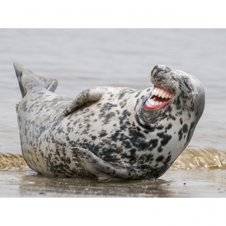 CALVENDO Puzzle CALVENDO Puzzle Emotionale Momente: Lachen ist gesund. Пазл CALVENDO Пазл Эмоциональные моменты: Смех полезен.