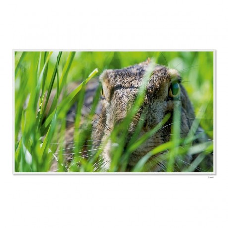 CALVENDO Puzzle CALVENDO Puzzle Emotional Moments: Die Augen der Tiere. UK-Version Пазл CALVENDO Puzzle Emotional Moments: Глаза животных. версия для Великобритании