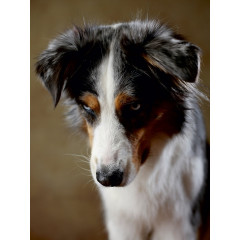 CALVENDO Puzzle CALVENDO Puzzle Dakota Пазл CALVENDO Пазл Дакота