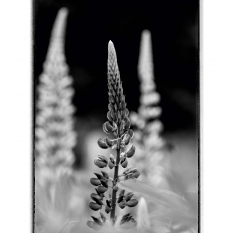 CALVENDO Puzzle CALVENDO Puzzle Abstraktes schwarz\/weiss Foto von bluhenden Lupinen Пазл CALVENDO Puzzle Абстрактное черно-белое фото цветущих люпинов