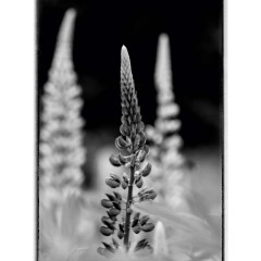 CALVENDO Puzzle CALVENDO Puzzle Abstraktes schwarz\/weiss Foto von bluhenden Lupinen Пазл CALVENDO Puzzle Абстрактное черно-белое фото цветущих люпинов