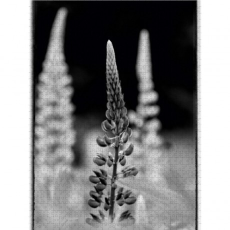 CALVENDO Puzzle CALVENDO Puzzle Abstraktes schwarz\/weiss Foto von bluhenden Lupinen Пазл CALVENDO Puzzle Абстрактное черно-белое фото цветущих люпинов