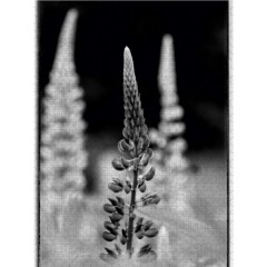 CALVENDO Puzzle CALVENDO Puzzle Abstraktes schwarz\/weiss Foto von bluhenden Lupinen Пазл CALVENDO Puzzle Абстрактное черно-белое фото цветущих люпинов