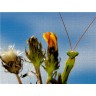 CALVENDO Puzzle CALVENDO Puzzle Mantis religiosa Пазл CALVENDO Puzzle Mantis religiosa