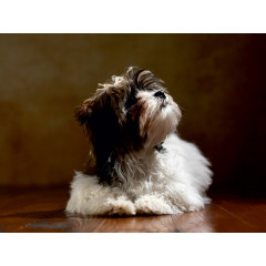 CALVENDO Puzzle CALVENDO Puzzle Levi Пазл CALVENDO Пазл Леви