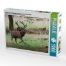 CALVENDO Puzzle CALVENDO Puzzle Aufgeregt vertreibt der Platzhirsch die Nebenbuhler. Головоломка CALVENDO Puzzle В возбуждении главный пес прогоняет соперников.