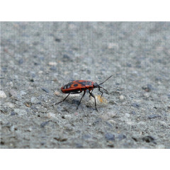 CALVENDO Puzzle CALVENDO Puzzle Feuerwanze Пазл CALVENDO Puzzle огненный жук