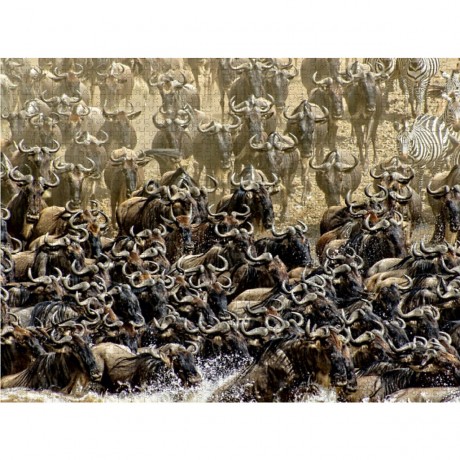 CALVENDO Puzzle CALVENDO Puzzle Das Wunder der Mara.....Gnuwanderung Пазл CALVENDO Puzzle Чудо Мары.....миграция антилоп гну