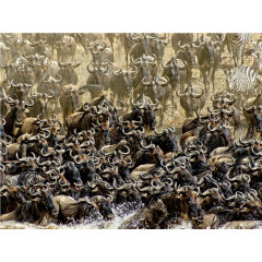 CALVENDO Puzzle CALVENDO Puzzle Das Wunder der Mara.....Gnuwanderung Пазл CALVENDO Puzzle Чудо Мары.....миграция антилоп гну