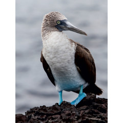 CALVENDO Puzzle CALVENDO Puzzle Blaufusstolpel auf der Galapagos Insel Tintoteras Пазл CALVENDO Puzzle Голубоногая щетина на галапагосском острове Тинтотерас