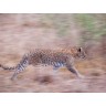 CALVENDO Puzzle CALVENDO Puzzle Emotionale Momente: Leoparden Пазл CALVENDO Puzzle Эмоциональные моменты: леопарды