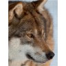 CALVENDO Puzzle CALVENDO Puzzle Emotionale Momente: Der Wolf. Пазл CALVENDO Пазл Эмоциональные моменты: Волк.